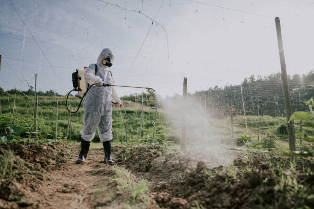 Best Affordable Pest Control Services  in Shasta, CA