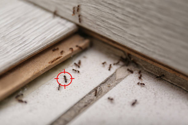 Best Emergency Pest Control  in Shasta, CA