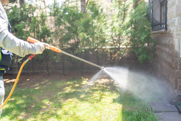 Best Wasp Removal Services  in Shasta, CA