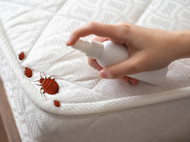 Best Mosquito Control Services  in Shasta, CA
