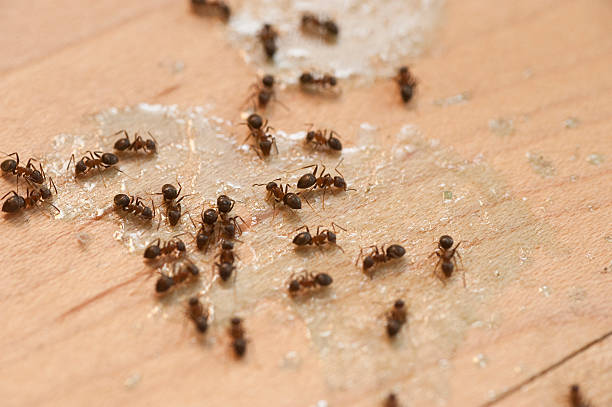 Best Cockroach Control Services  in Shasta, CA