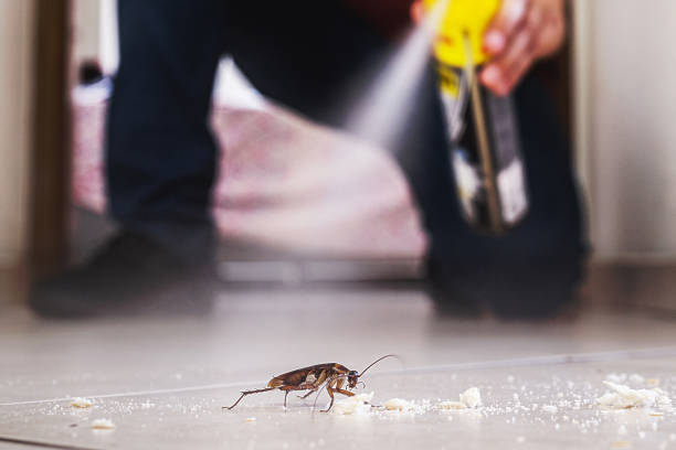 Best Pest Control Near Me  in Shasta, CA