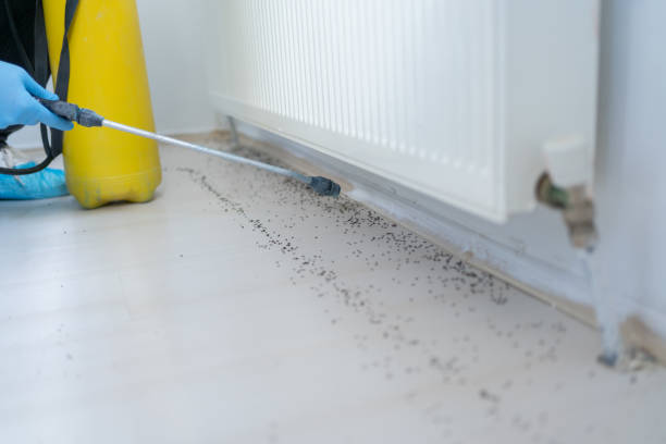 Best Insect Control  in Shasta, CA